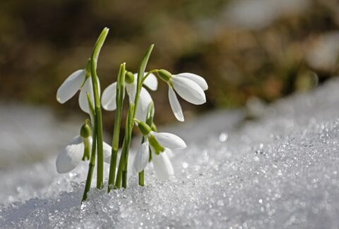 Snödroppar i snö